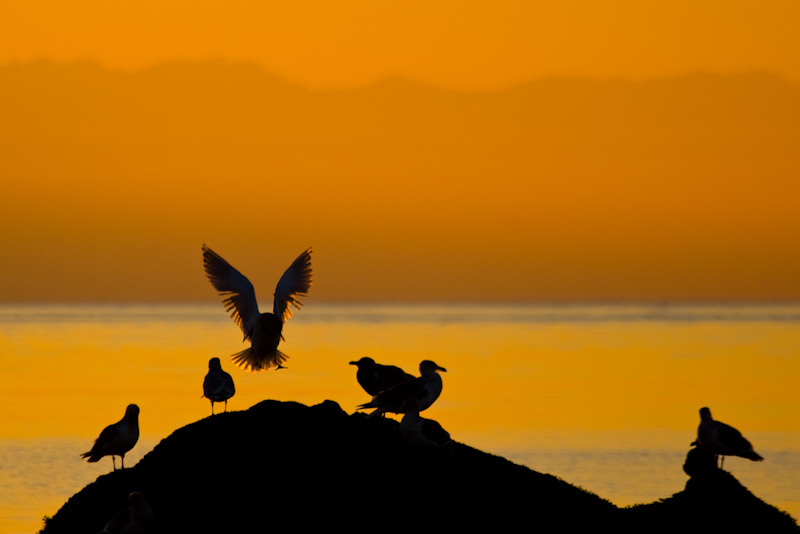 Gull Landing On Rock At Sunset